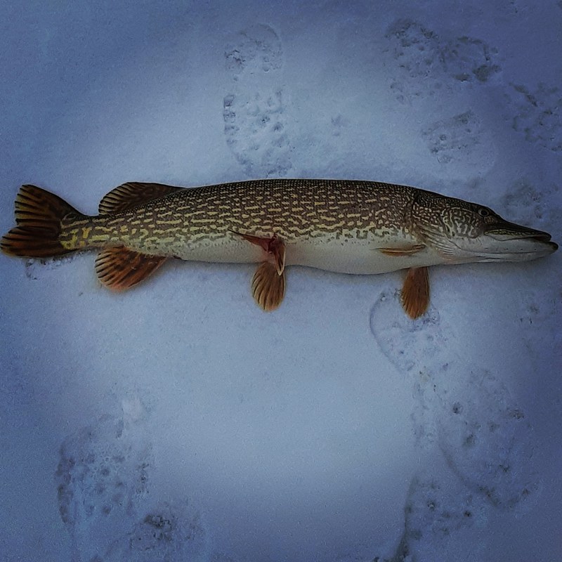 A photo of Brian Tri's catch
