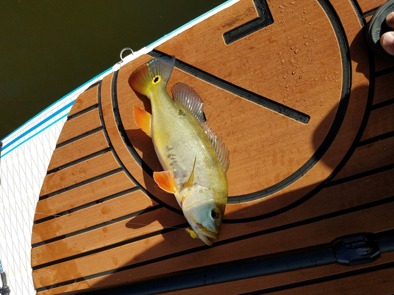 A photo of Wayne Honda's catch