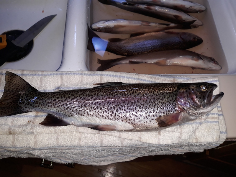 Mayfield Lake WA Fishing Reports, Maps & Hot Spots