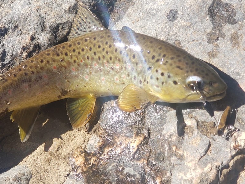 A photo of Stephen  Lopez 's catch