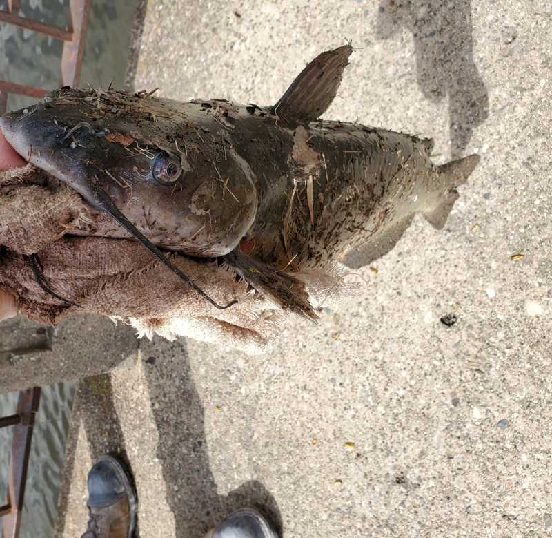 A photo of Connie Kouchnerkavich's catch