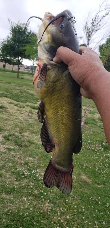 A photo of Dominic Nohe's catch