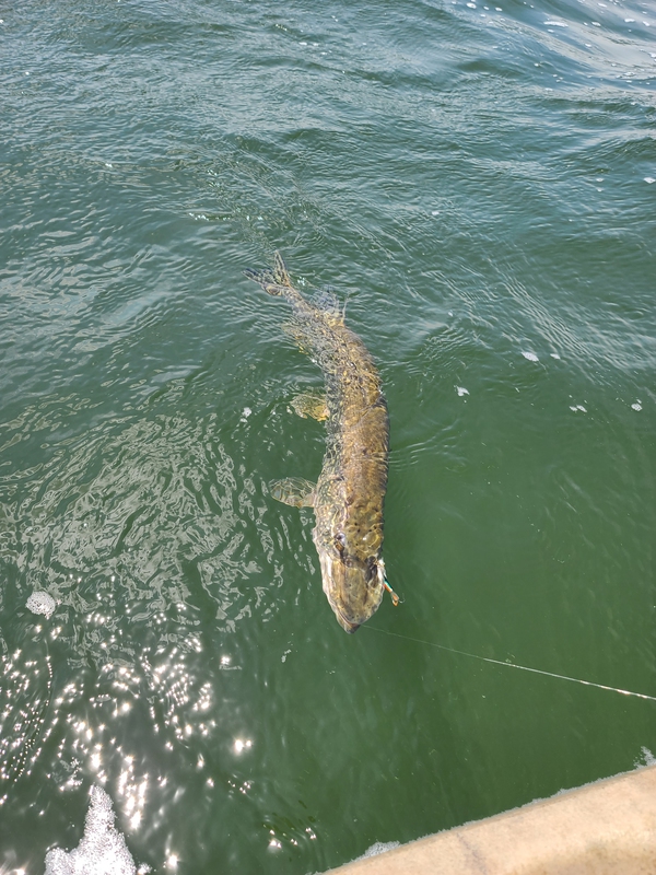 A photo of Thomas Sturino's catch