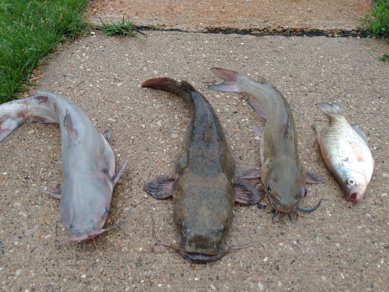 A photo of Chad Dolbeare's catch