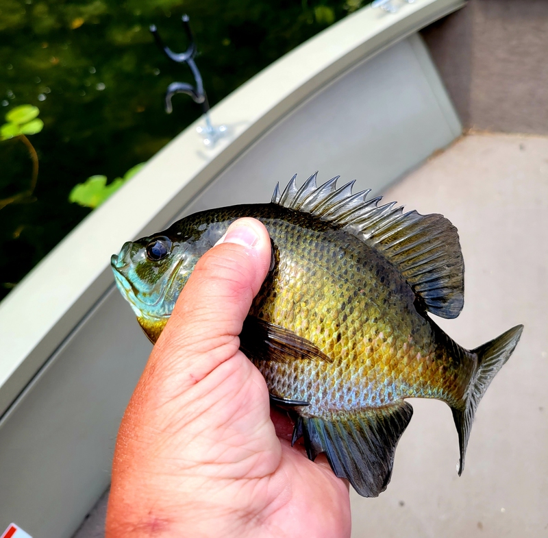 A photo of Evin  Eakins 's catch