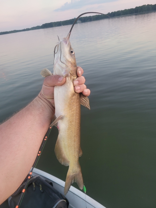 A photo of David Blanton's catch