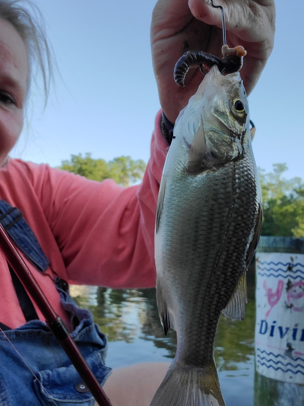 Caught a White Perch on Upper Chesapeake Bay