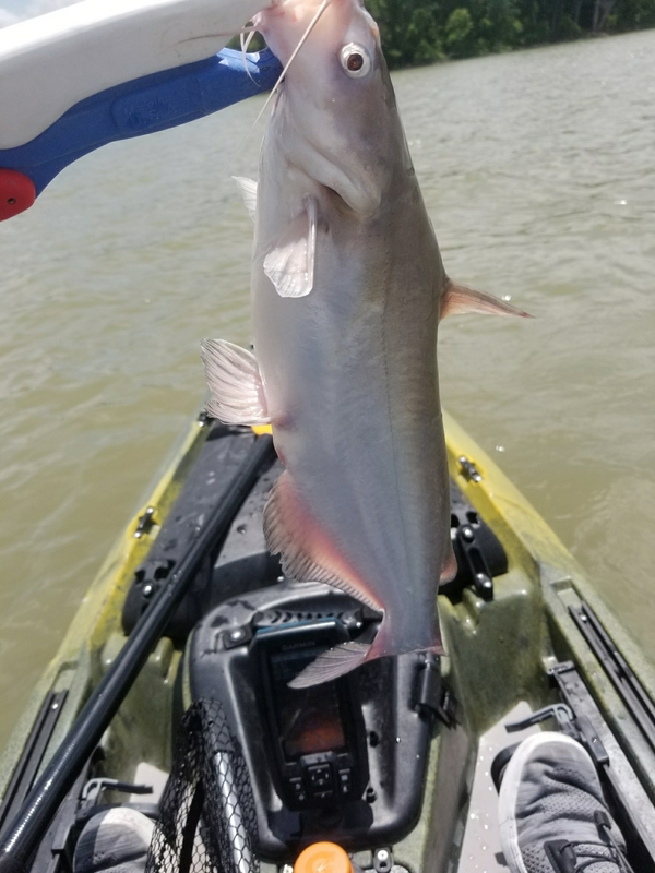 A photo of David Nunley's catch