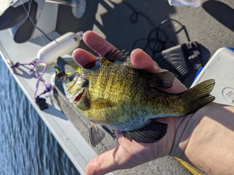 A photo of Stephen Peterson's catch