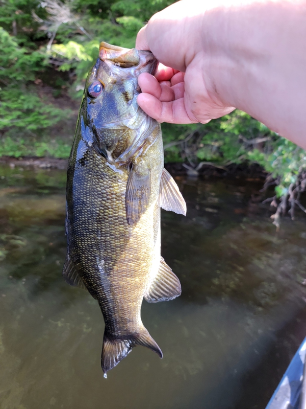 A photo of Mark Lehman's catch