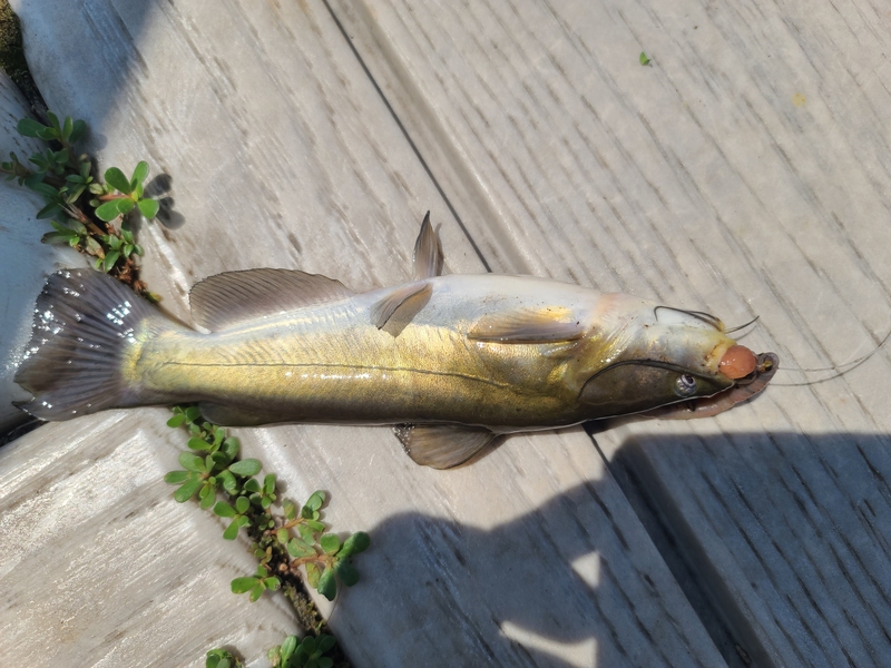 A photo of Michael Petrillo's catch