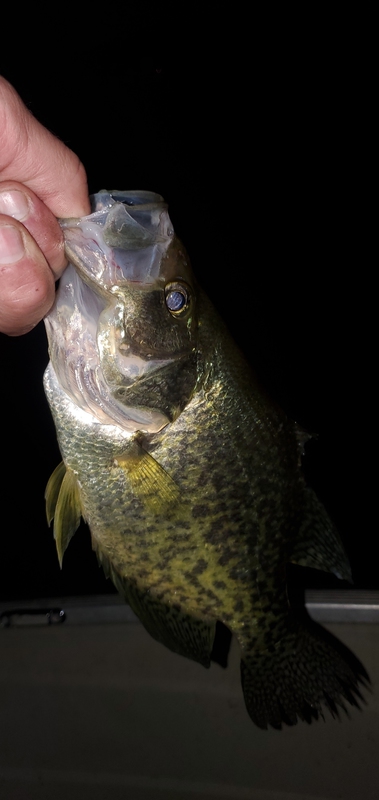 A photo of Michael Kratz's catch