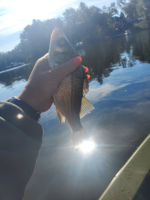 A photo of Guppie  Girl's catch