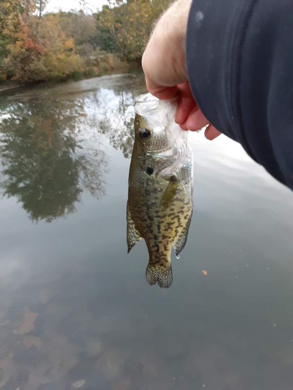 A photo of Jim  Goldberg's catch