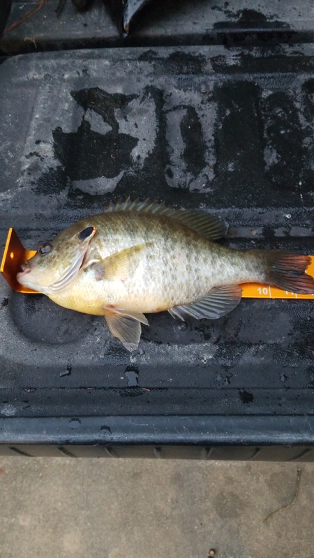 A photo of Bobby Logwood 's catch