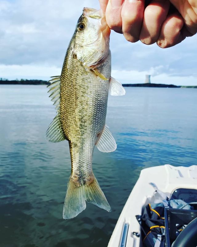 Shearon Harris bass fall for Chatterbaits in February - Carolina