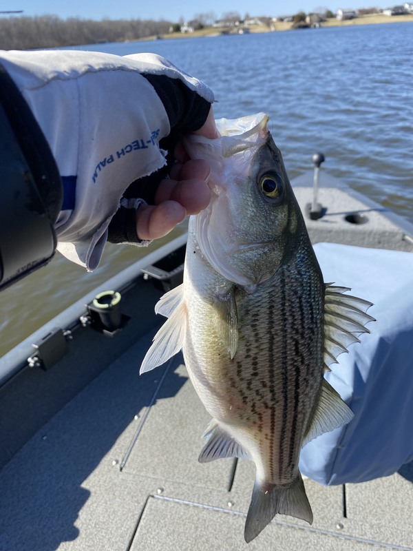 Fishing on Lake Anna  Lake Anna Visitors Guide