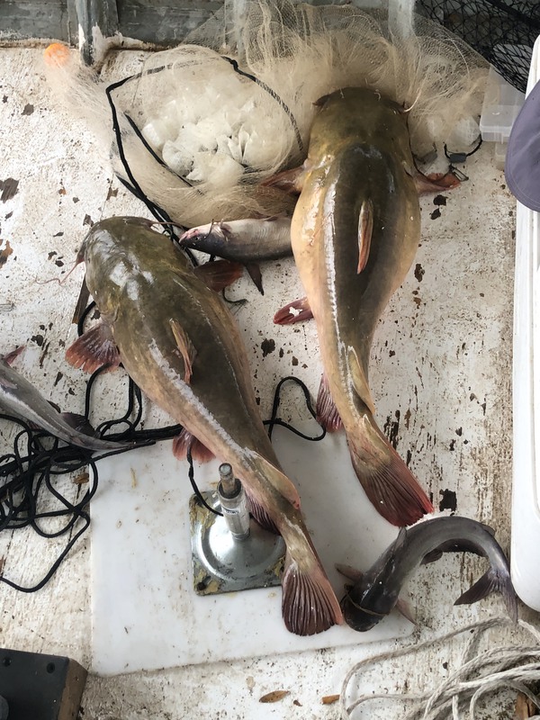 A photo of Phillip Johnson's catch