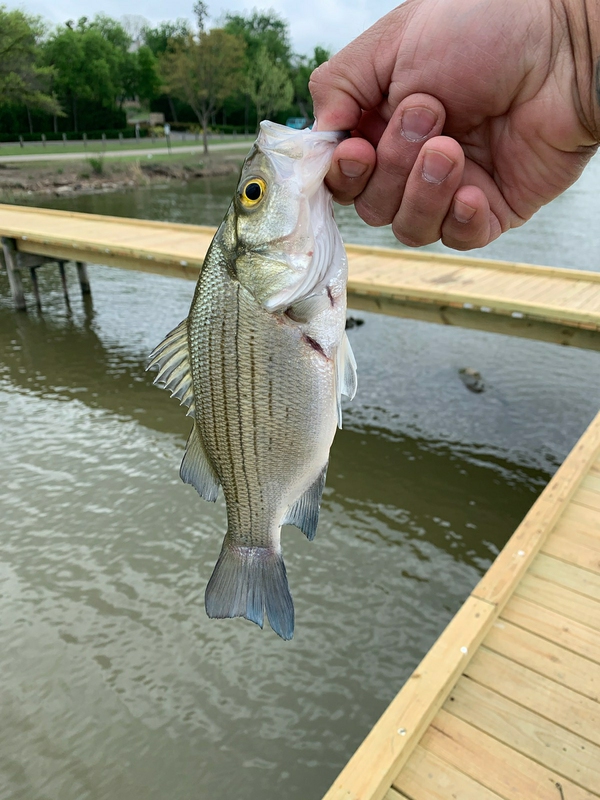 ᐅ White Rock Lake fishing reports🎣• Dallas, TX (United States