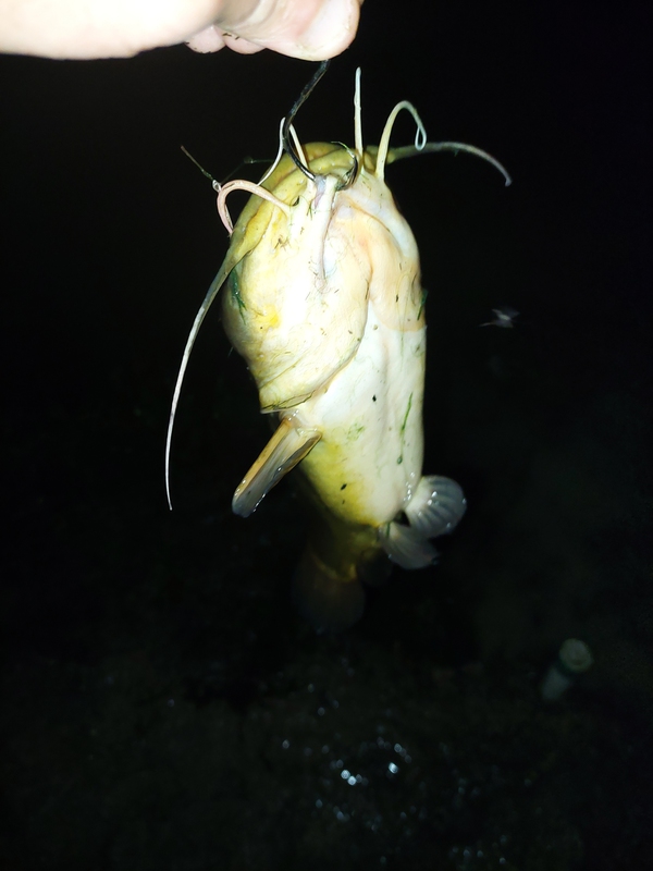 A photo of Nathan Morgan's catch