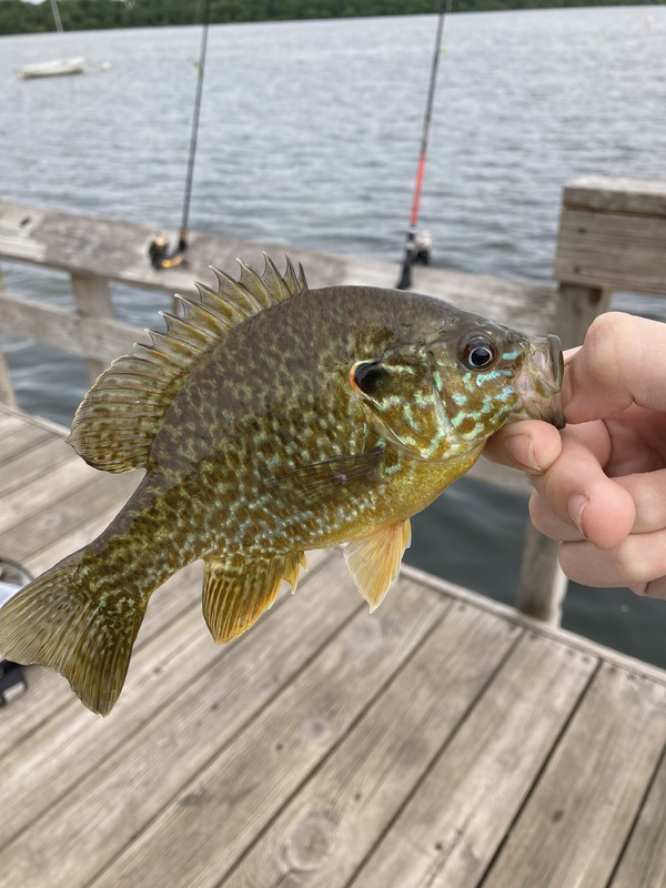 A photo of Origin outdoors's catch