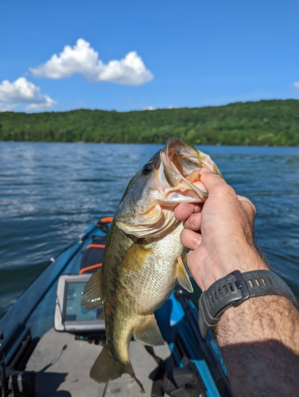 Sauger Fishing - Catching Sauger and Bass At Guntersville Dam 