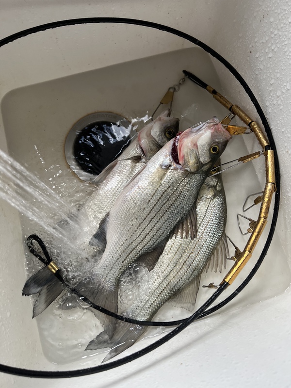 A photo of Serjio Herrera's catch