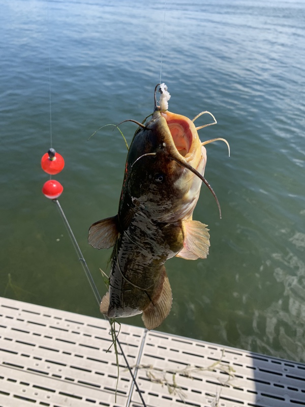 A photo of Emily Anderson's catch