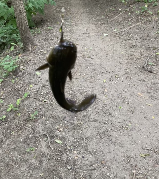 A photo of Origin outdoors's catch
