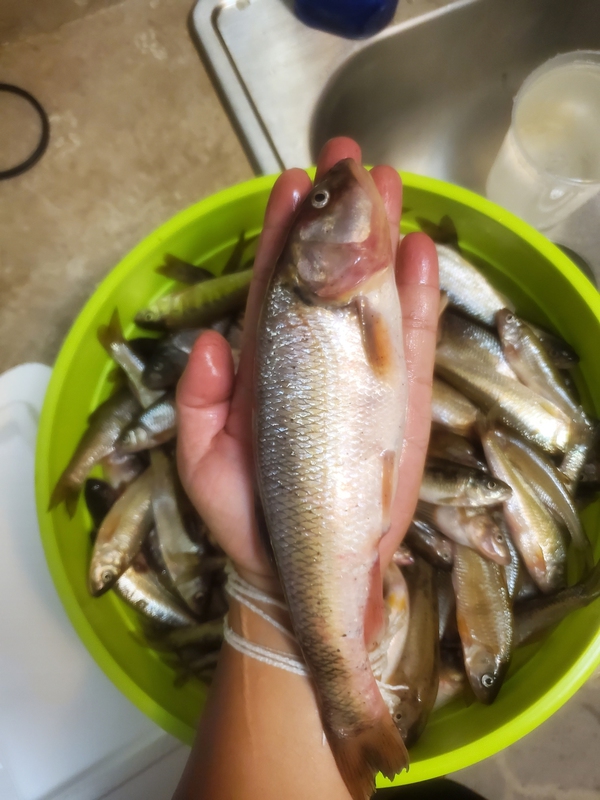 A photo of Asian Bucket  Man's catch