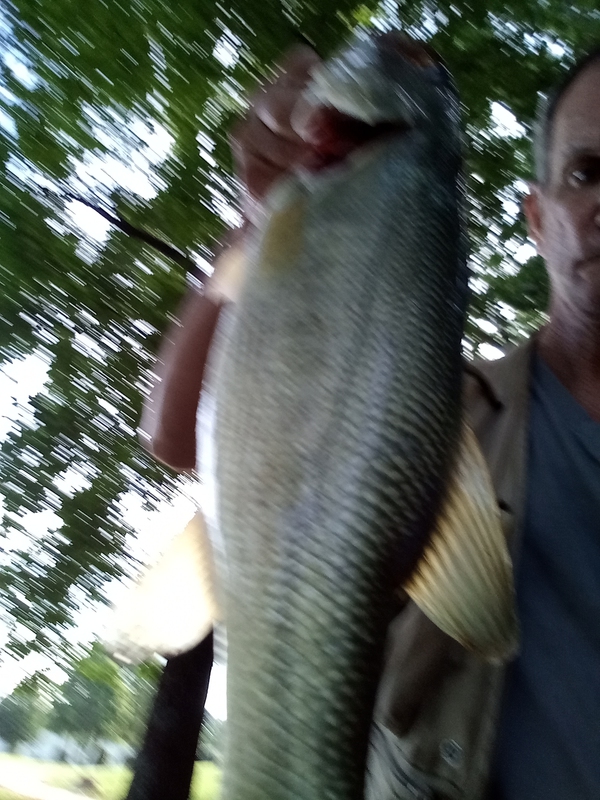 2 lb bass