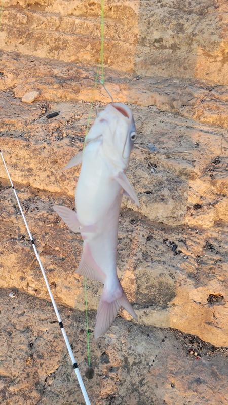 A photo of Billy  Taylor 's catch