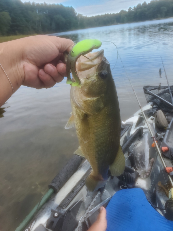 A photo of Asian Bucket  Man's catch