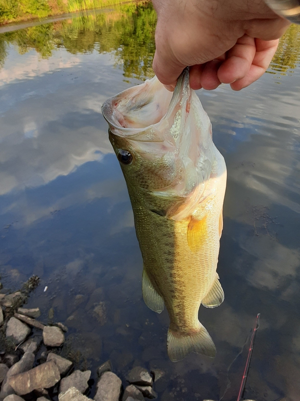 A photo of Jim  Goldberg's catch