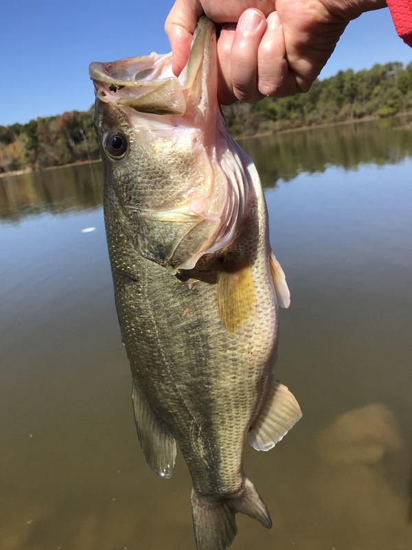 A photo of M Kerr's catch