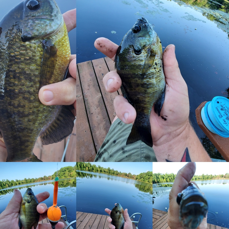 A photo of Travis Holbrook 's catch