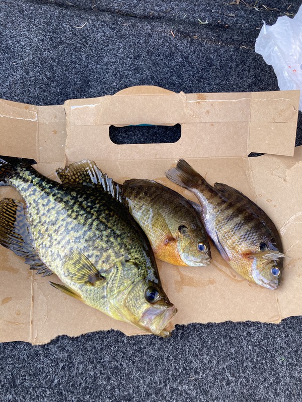 A photo of Origin outdoors's catch