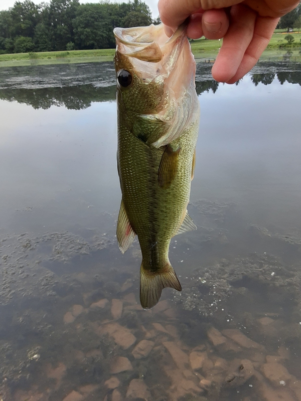 A photo of Jim  Goldberg's catch