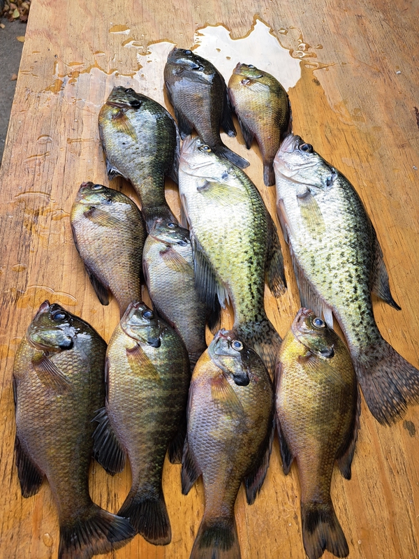 A photo of Dave Jerry's catch