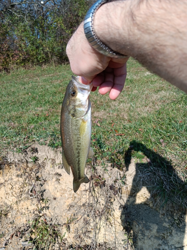A photo of Jim  Goldberg's catch