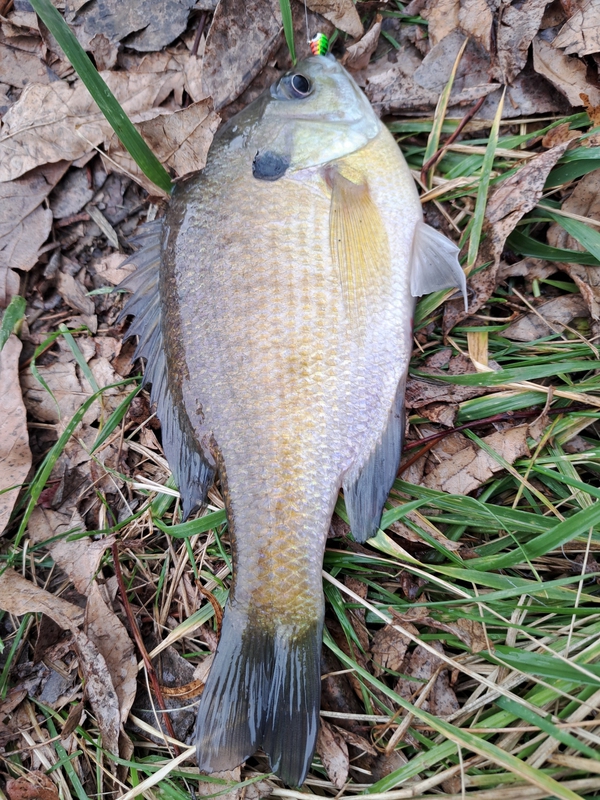 A photo of Dave Jerry's catch