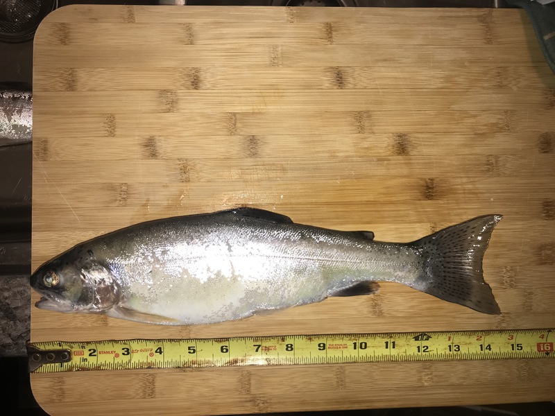 A photo of PNW Trout Slayer's catch