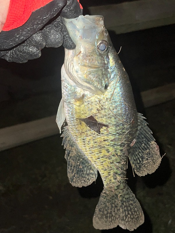 A photo of Jonathon Johnson's catch