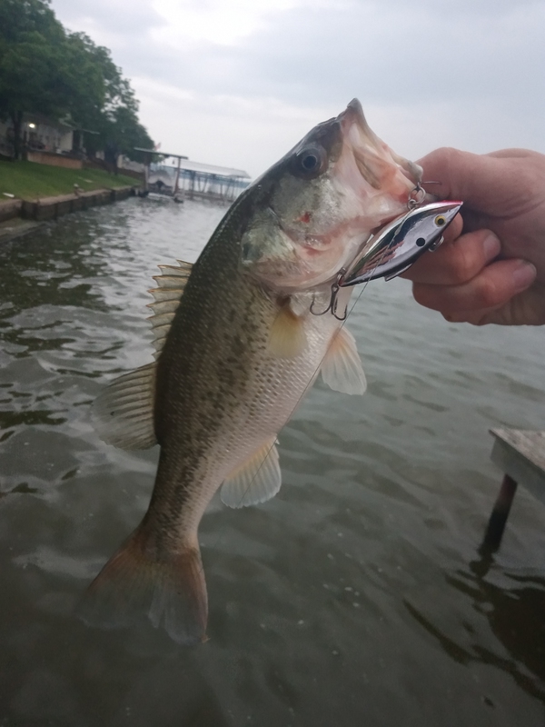 A photo of Billy D Sheffield 's catch