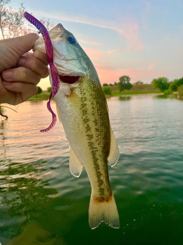 A photo of Dan Jenkins's catch