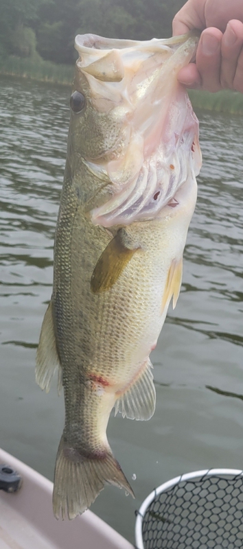 A photo of Jeff Humes's catch