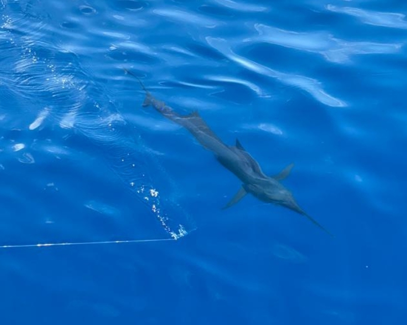 A photo of Peter  vines's catch