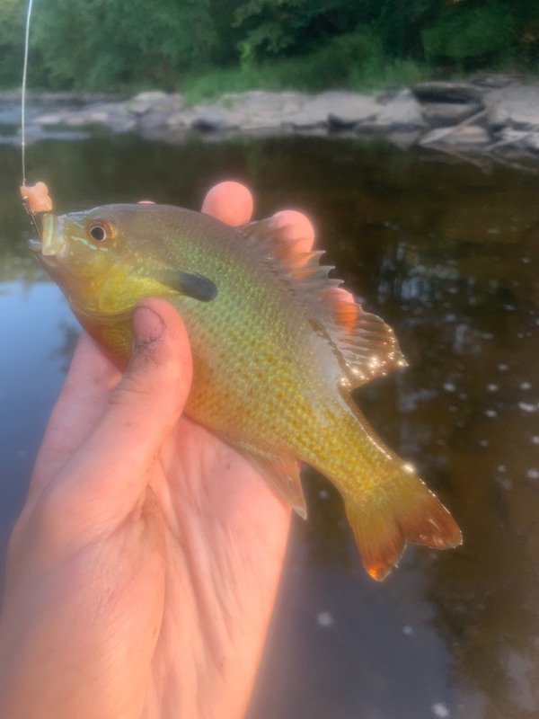 A photo of Leo Onorato's catch