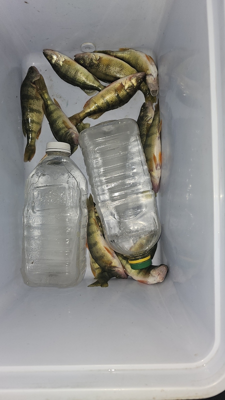 A photo of Terry Nussbaumer 's catch