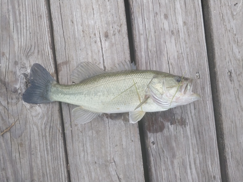 A photo of Paul Estatio's catch
